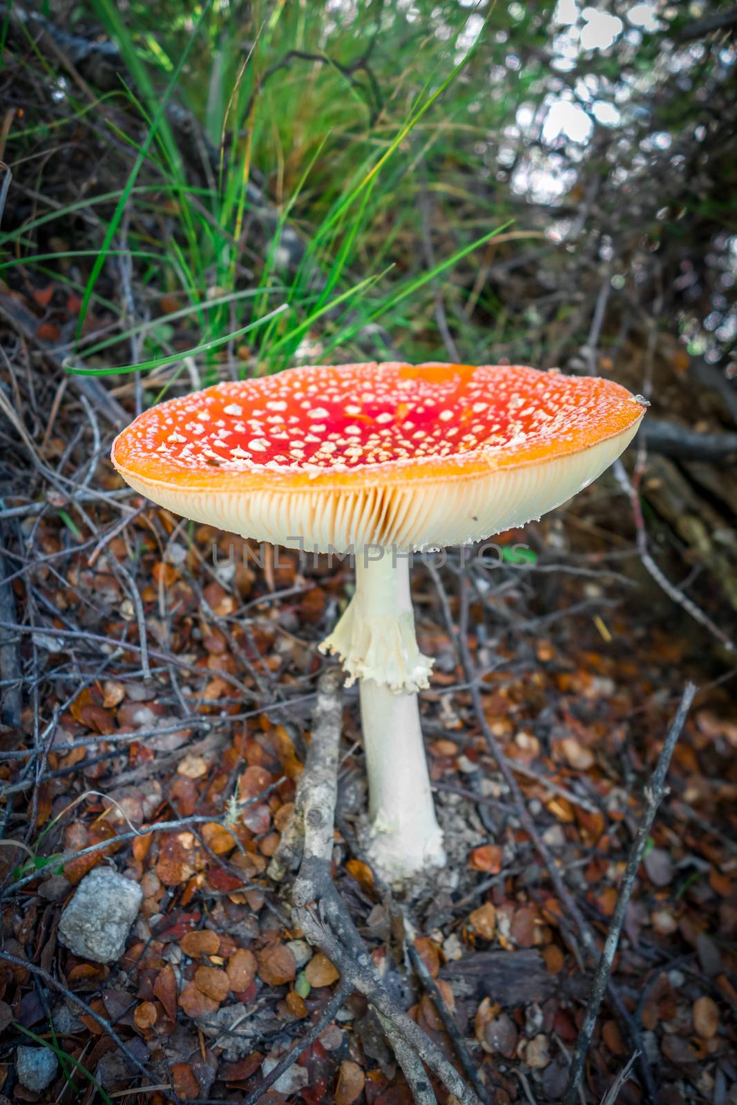 Amanita muscaria. fly agaric toadstool mushroom. Close-up view