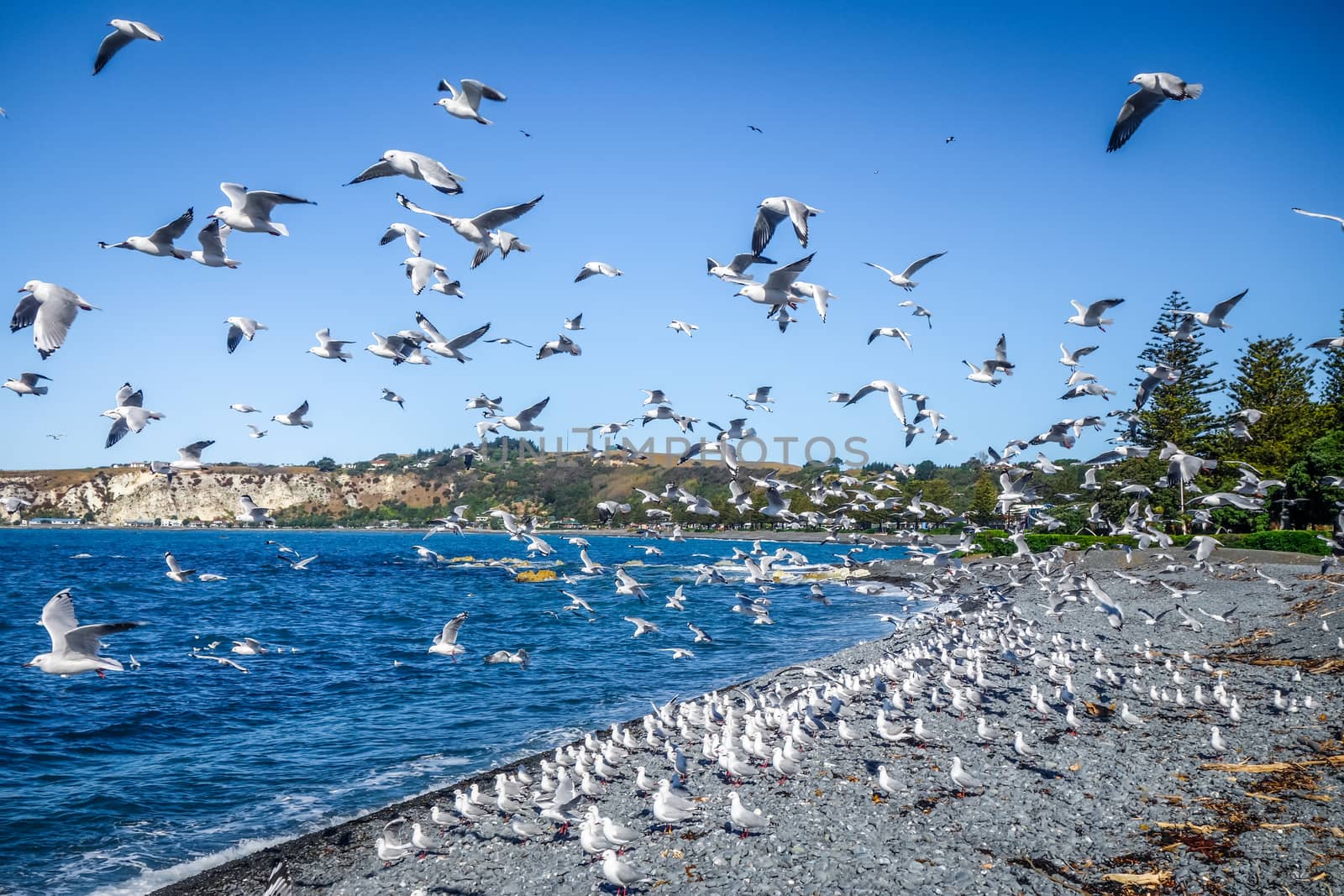 Seagulls flying on Kaikoura beach, New Zealand