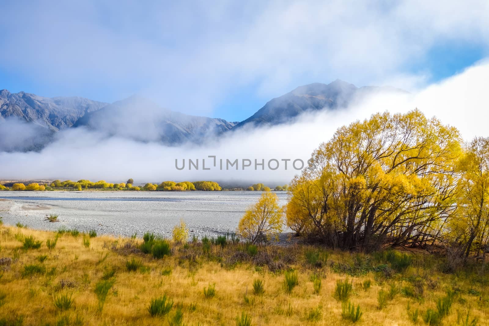 Yellow forest and river in New Zealand Alps