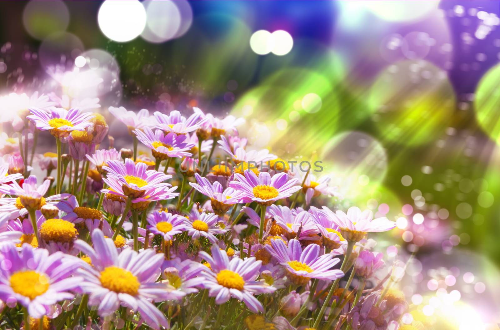 Flowers background.Spring flowers with sunshine 