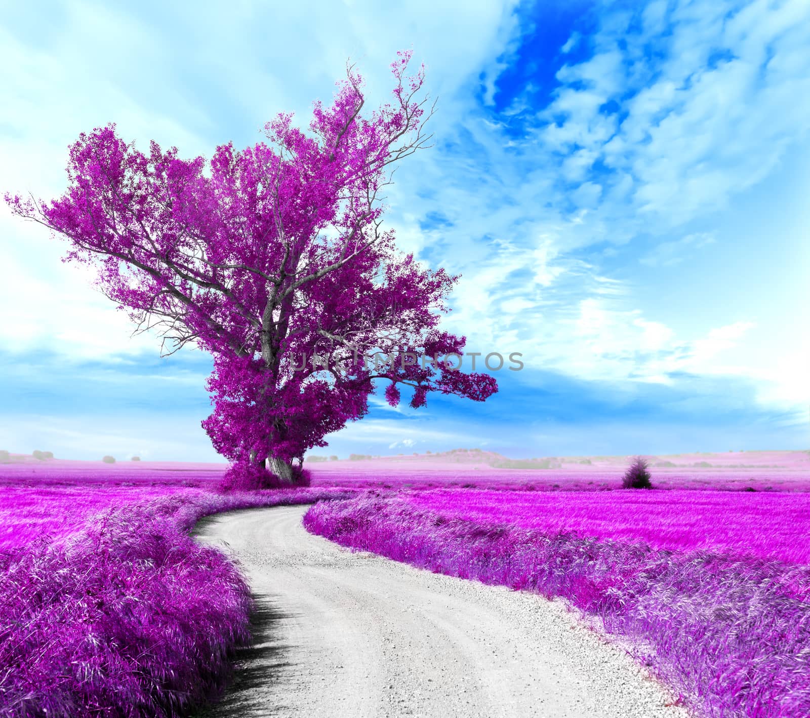 Surreal tree and dreamscape.Road through the fields