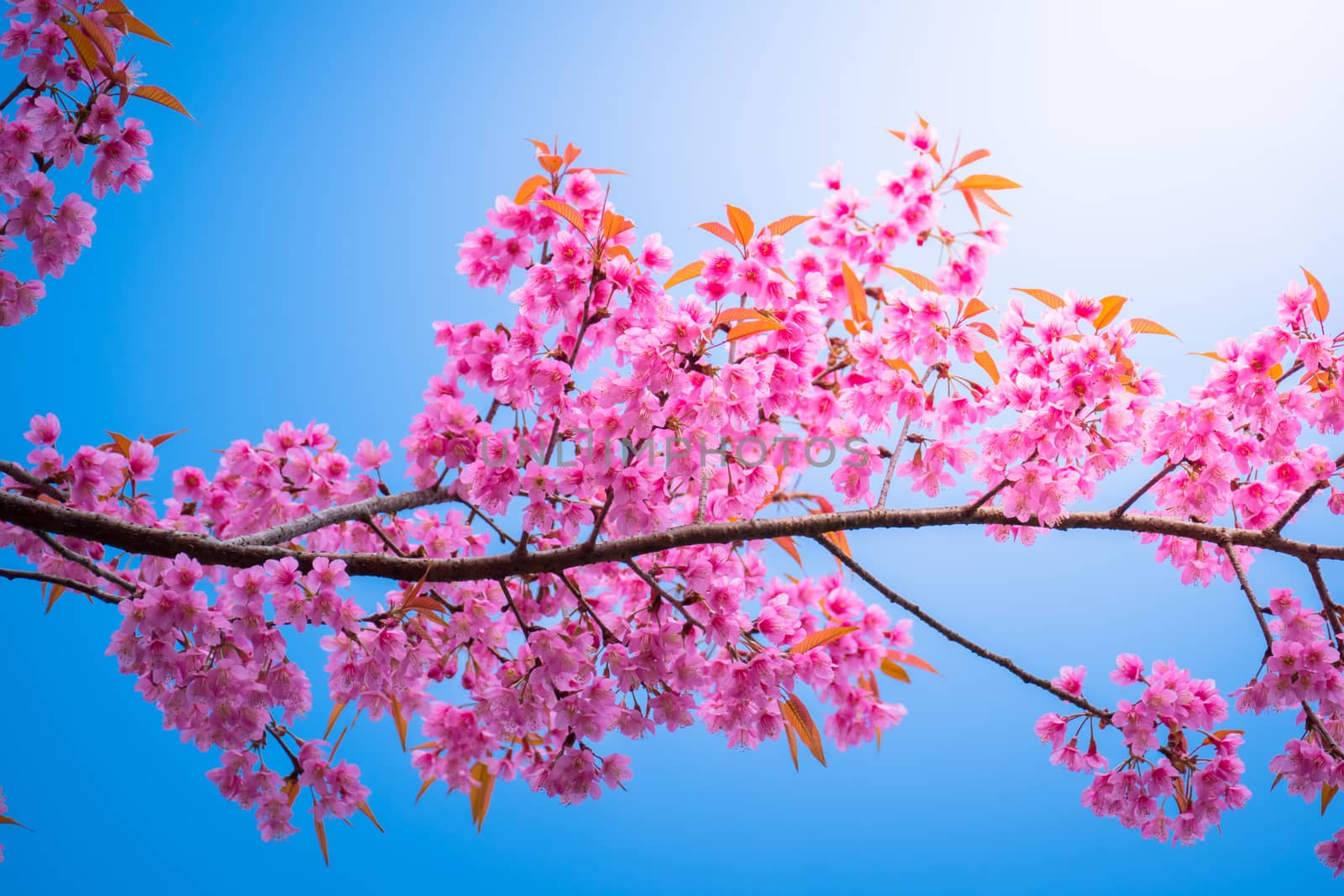 Sakura flowers blooming blossom in Chiang Mai, Thailand, nature background