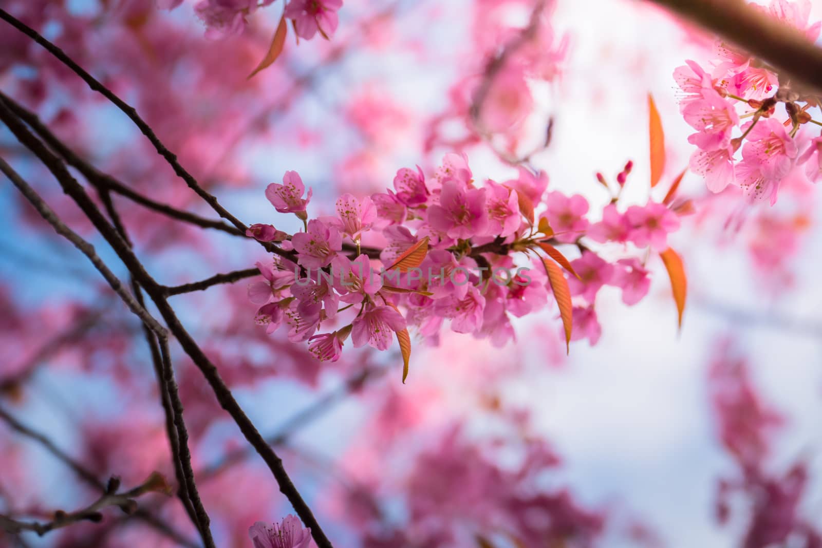 Sakura flowers blooming blossom in Chiang Mai, Thailand, nature background