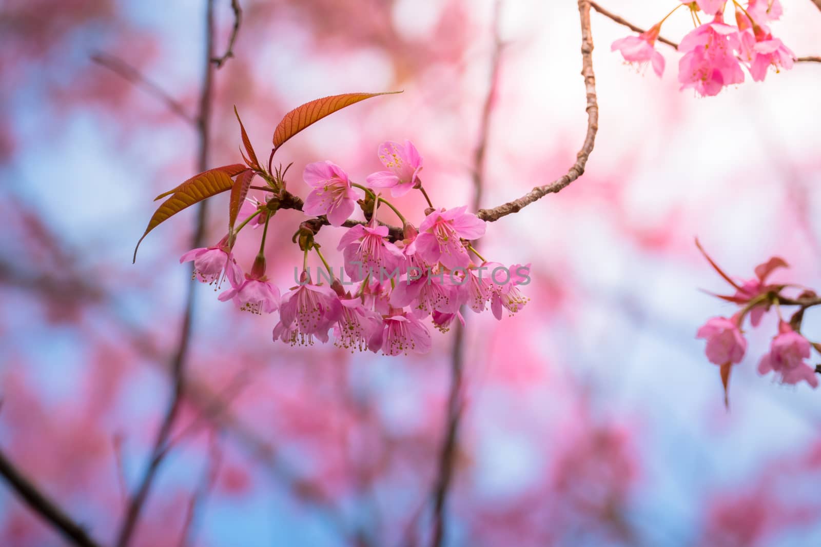 Sakura flowers blooming blossom in Chiang Mai, Thailand, nature background