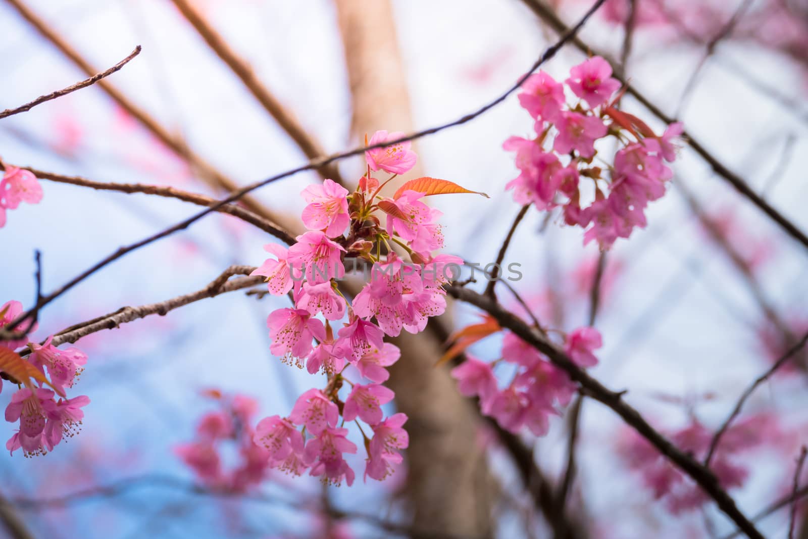 Sakura flowers blooming blossom in Chiang Mai, Thailand, nature background