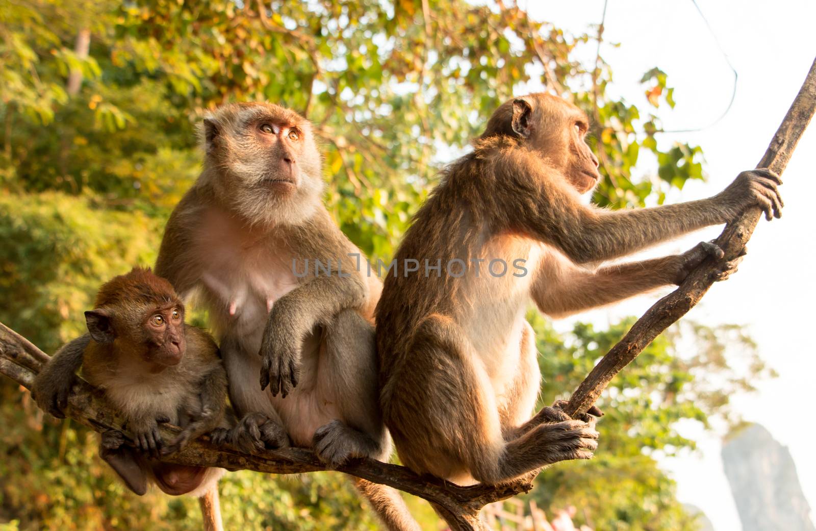 Monkey Family Sitting On A Tree Branch Looking