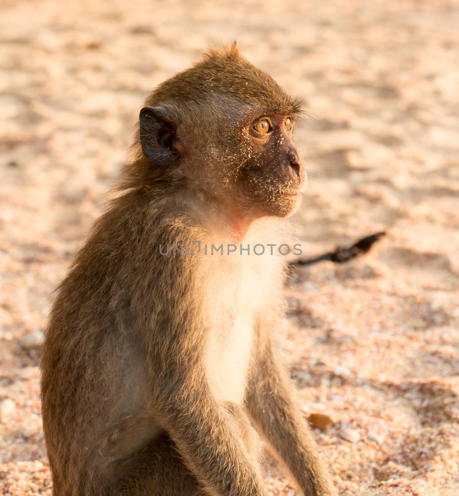 Monkey On Beach In Thailand Looks Out To Sea