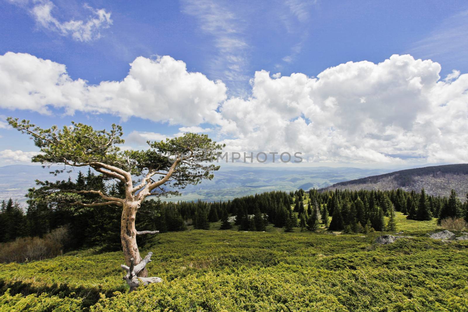 Pine tree in Vitosha mountain, near Sofia, Bulgaria. Background.