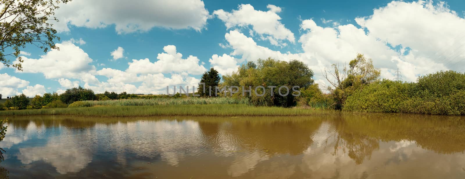 reeds at the pond in summertime by artush