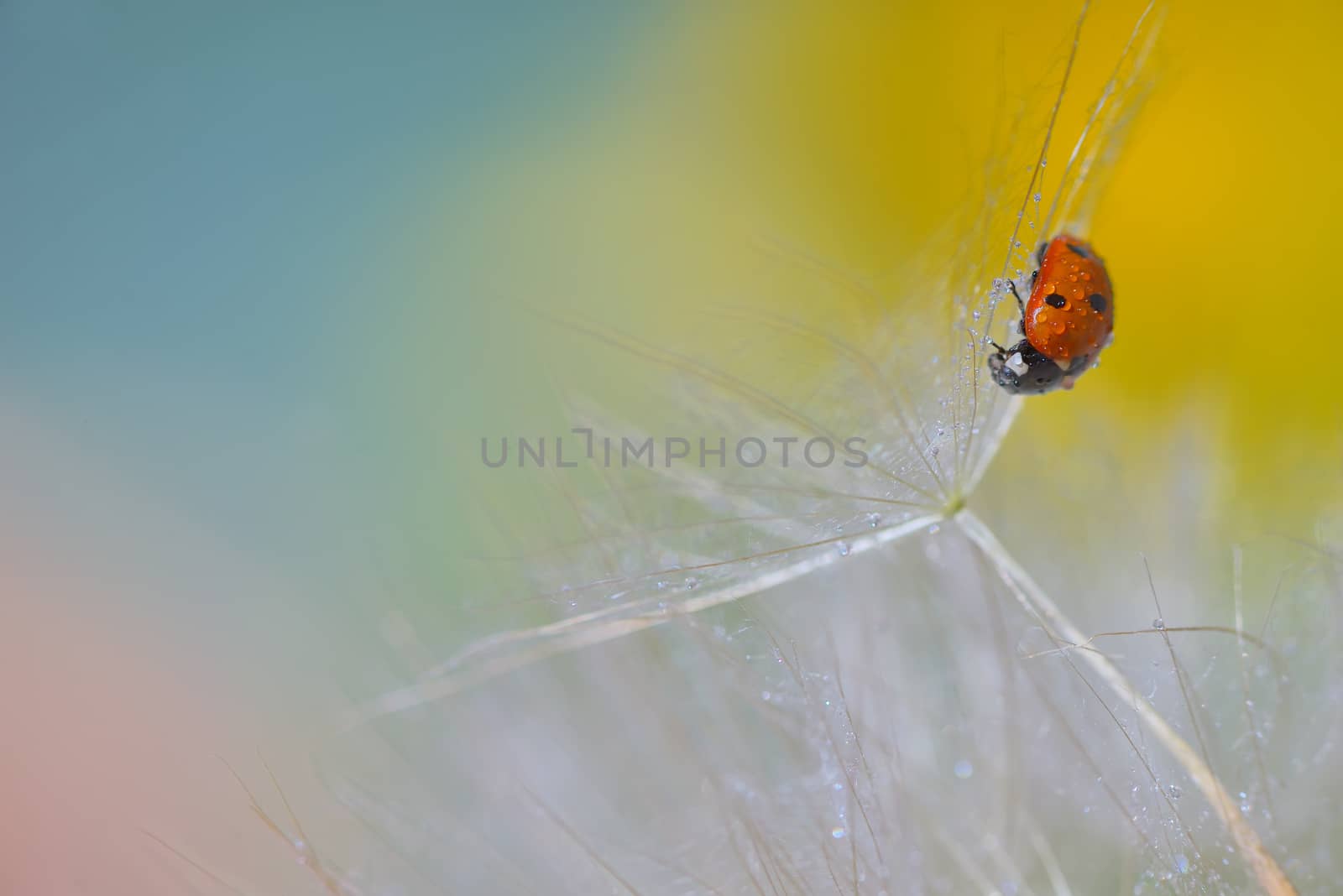ladybug on dandelion and dew drops