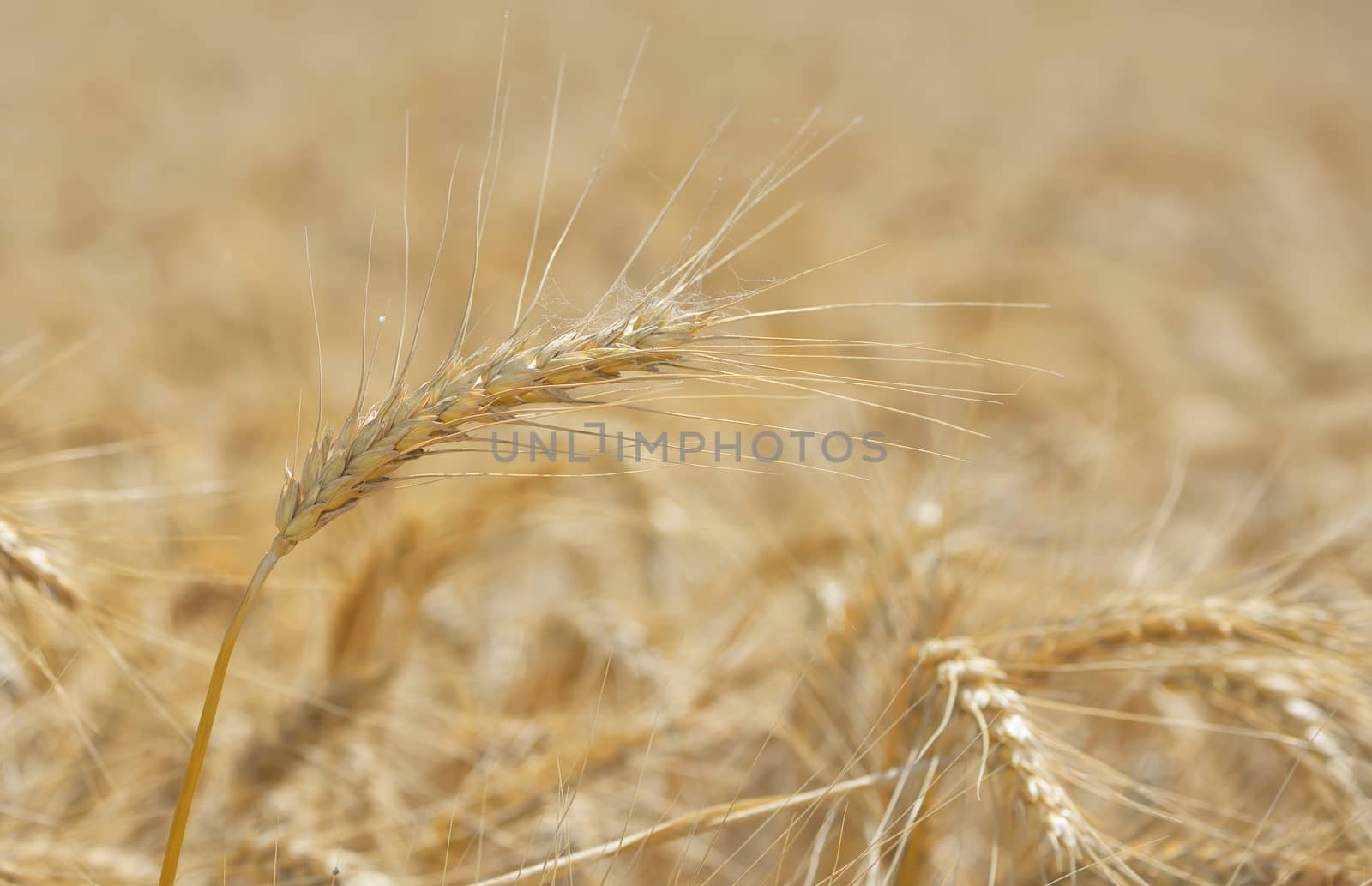 Golden wheat field in summer
