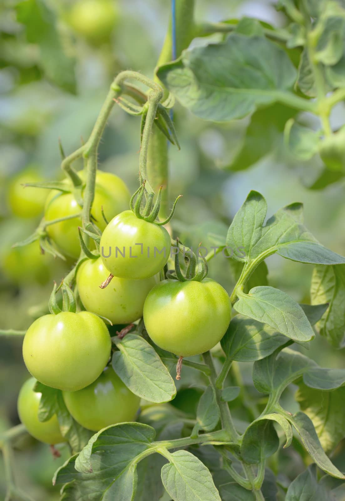 Unripe tomatoes in a greenhouse by mady70