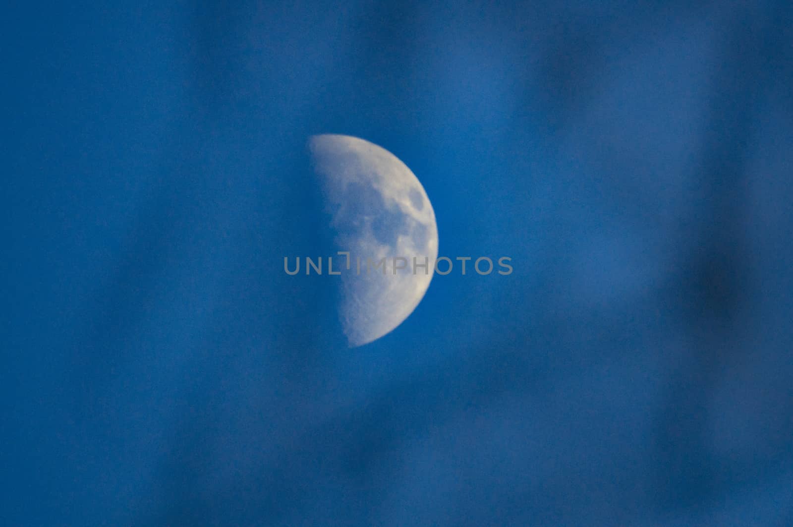 evening moon trees, through the trees the moon on a blue sky background