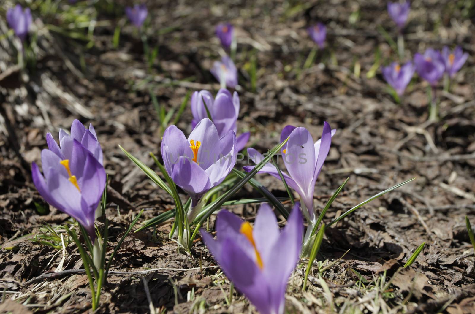 Spring Crocus Vernus by vilevi