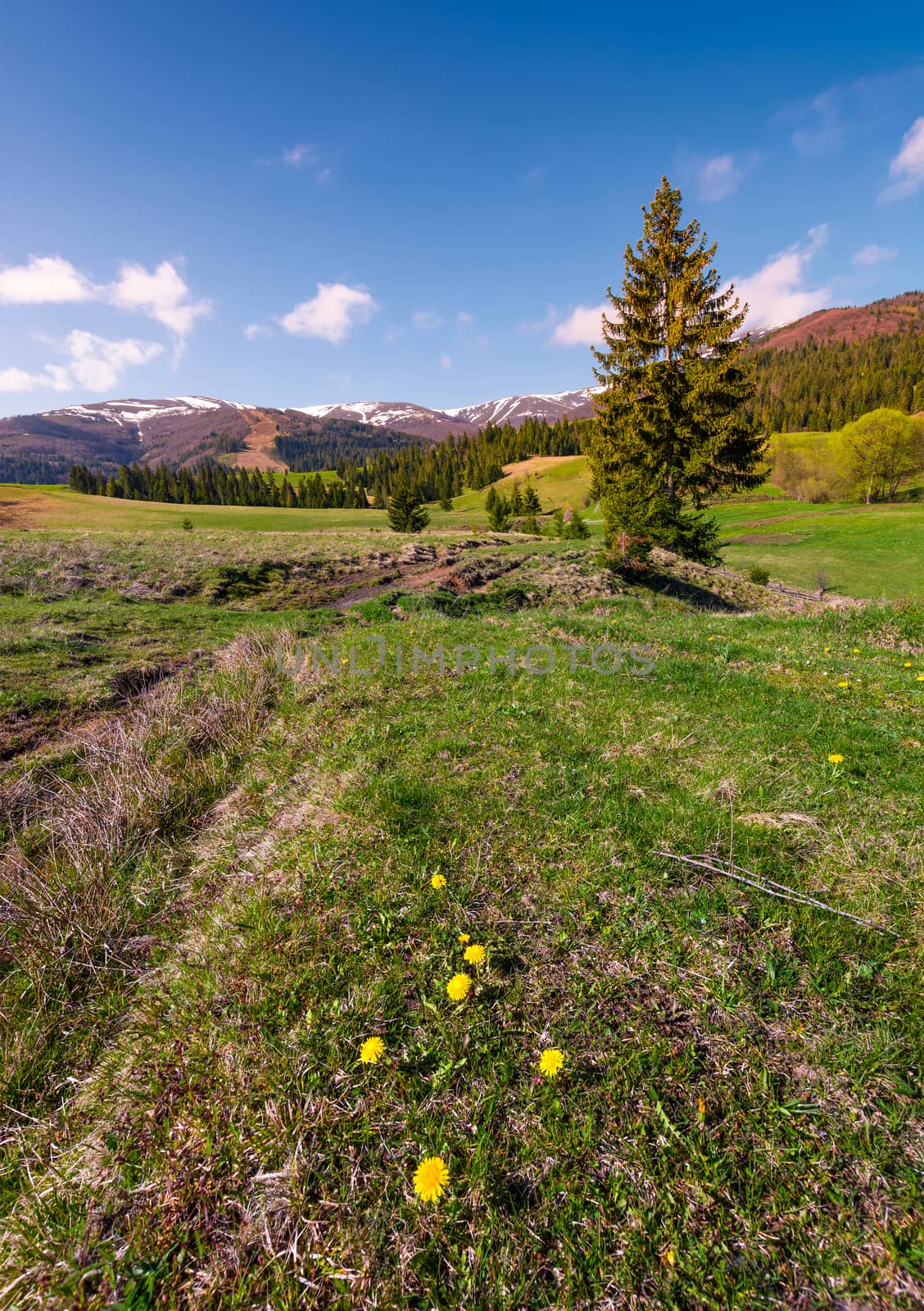 dandelions on grassy slopes in springtime by Pellinni