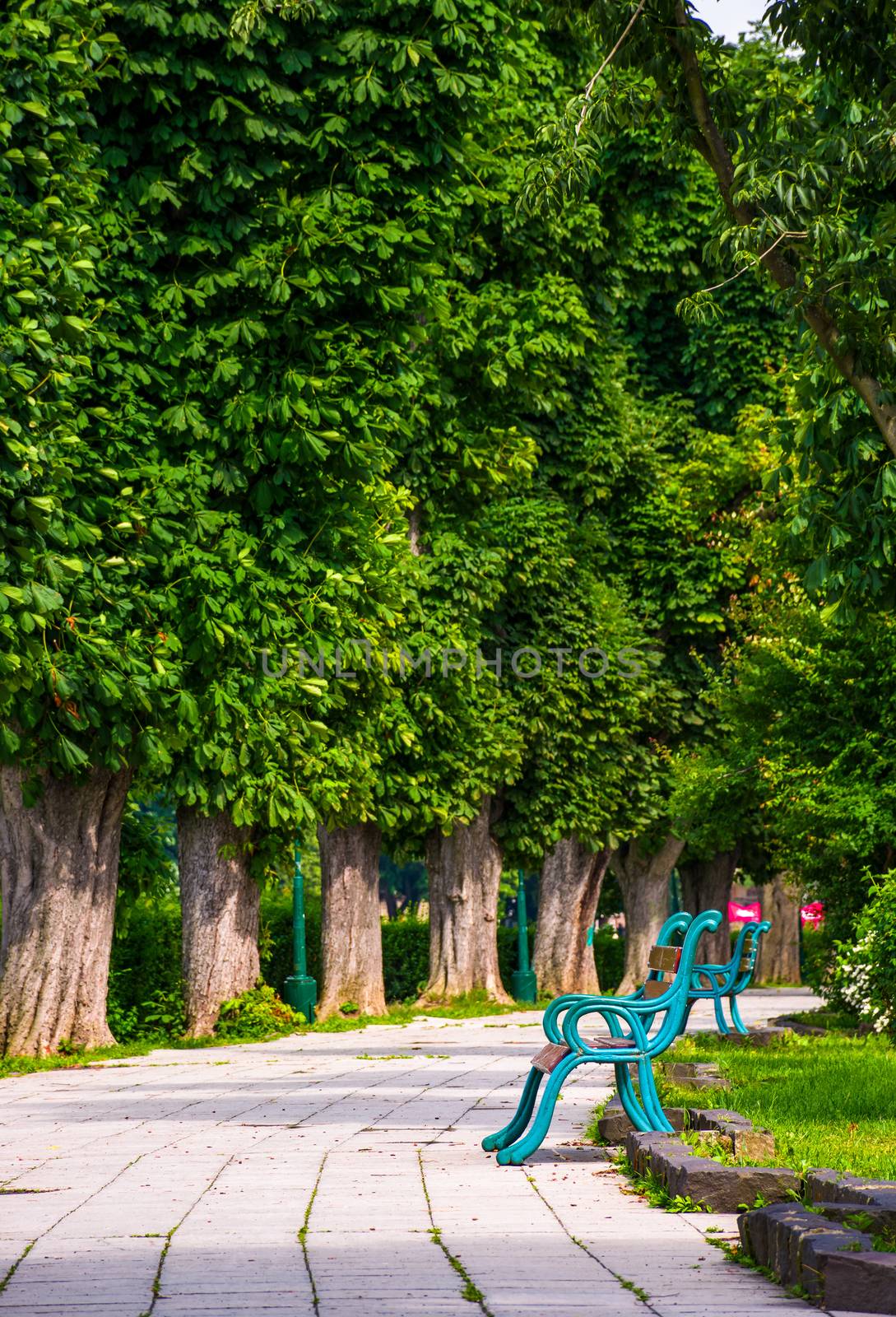 benches on Kiev embankment in Uzhgorod. lovely chestnut alley in summertime