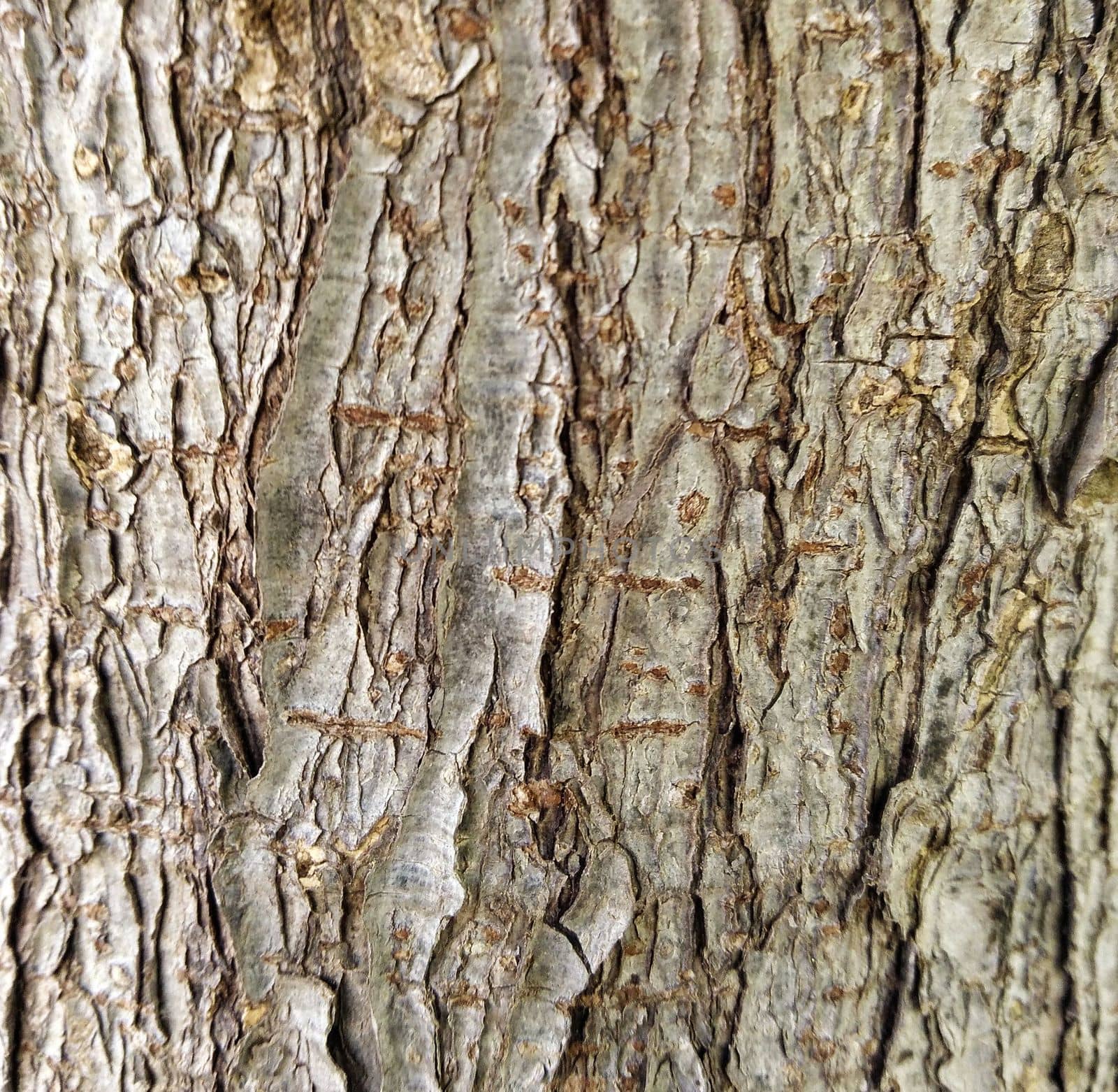 tree trunk texture