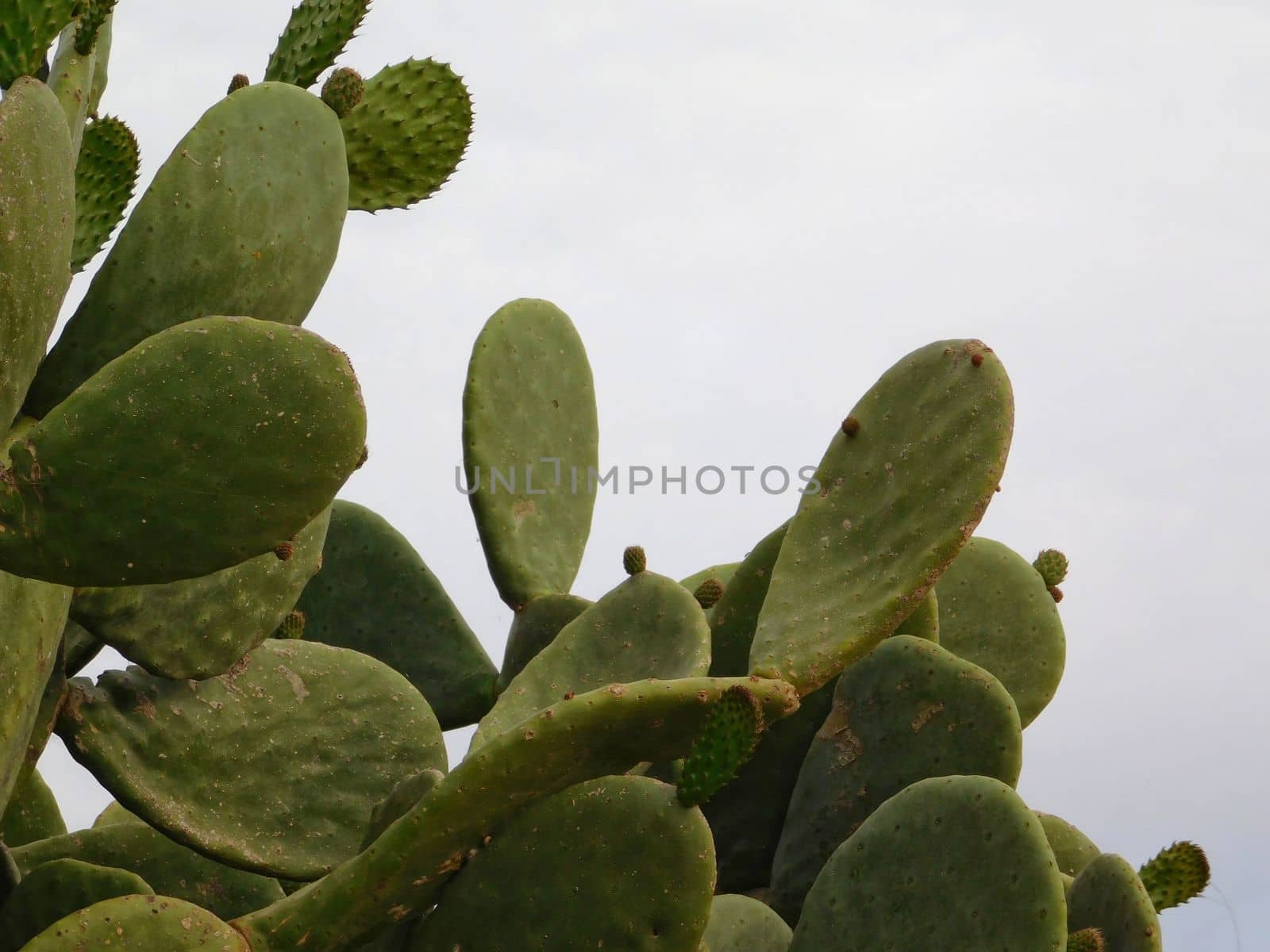 spiny plants