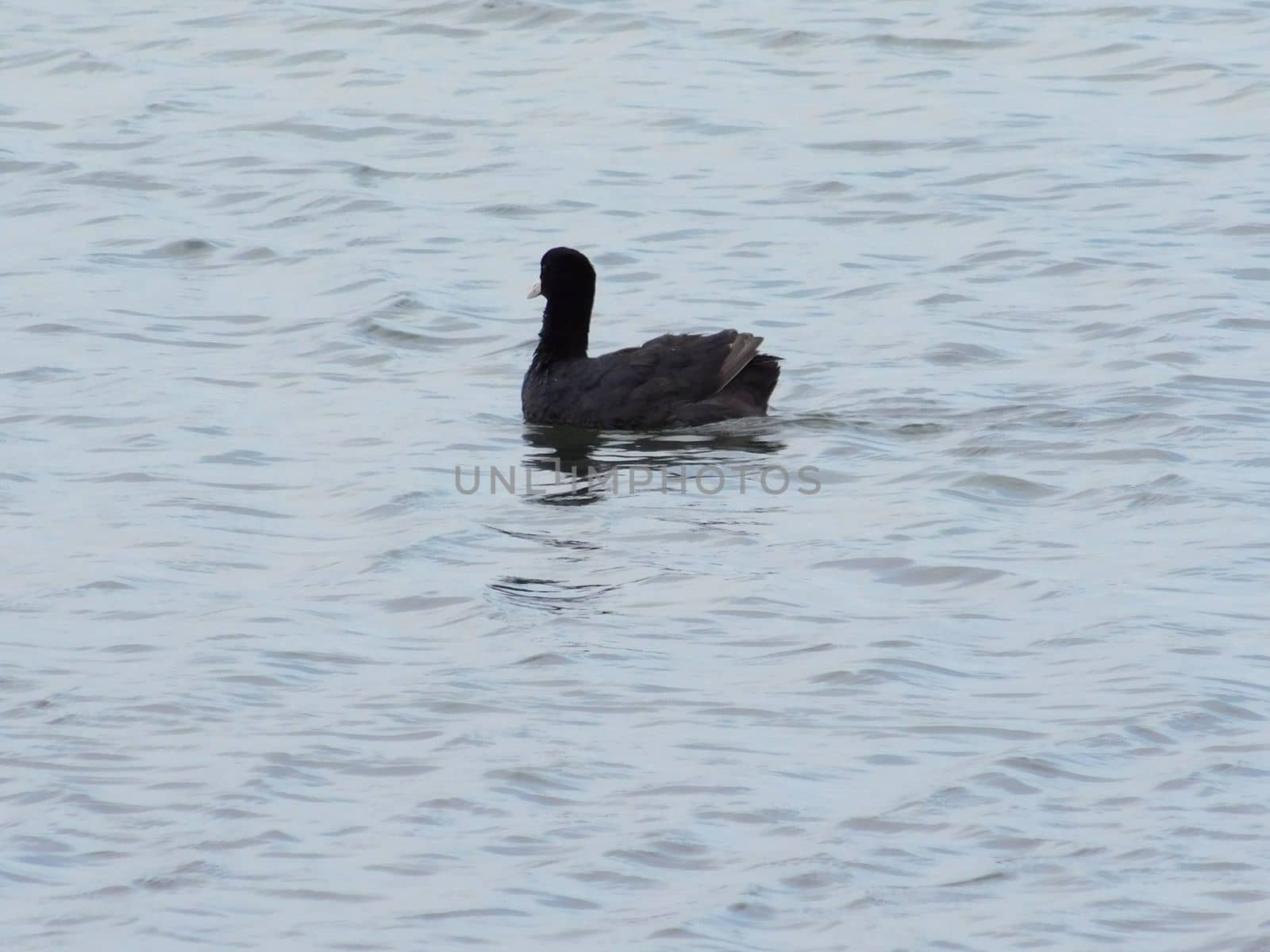 duck on the lake