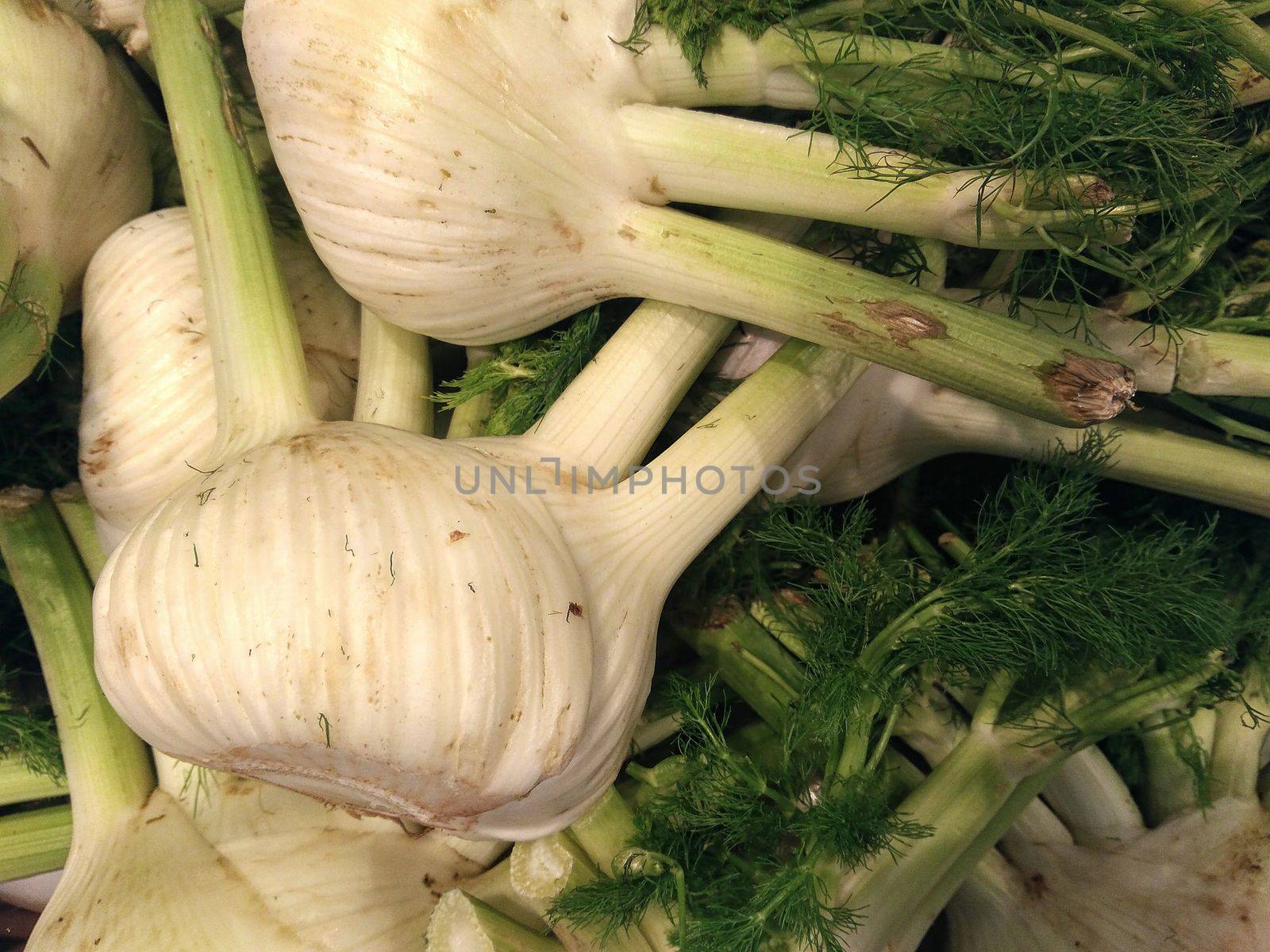 fennel