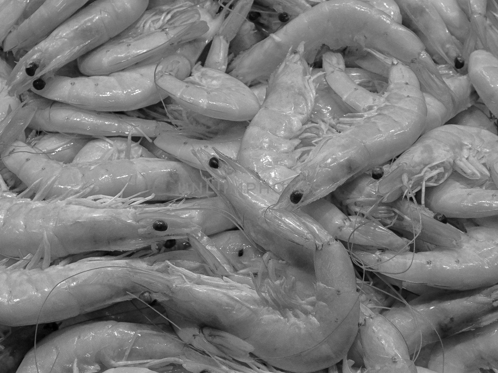 shrimp