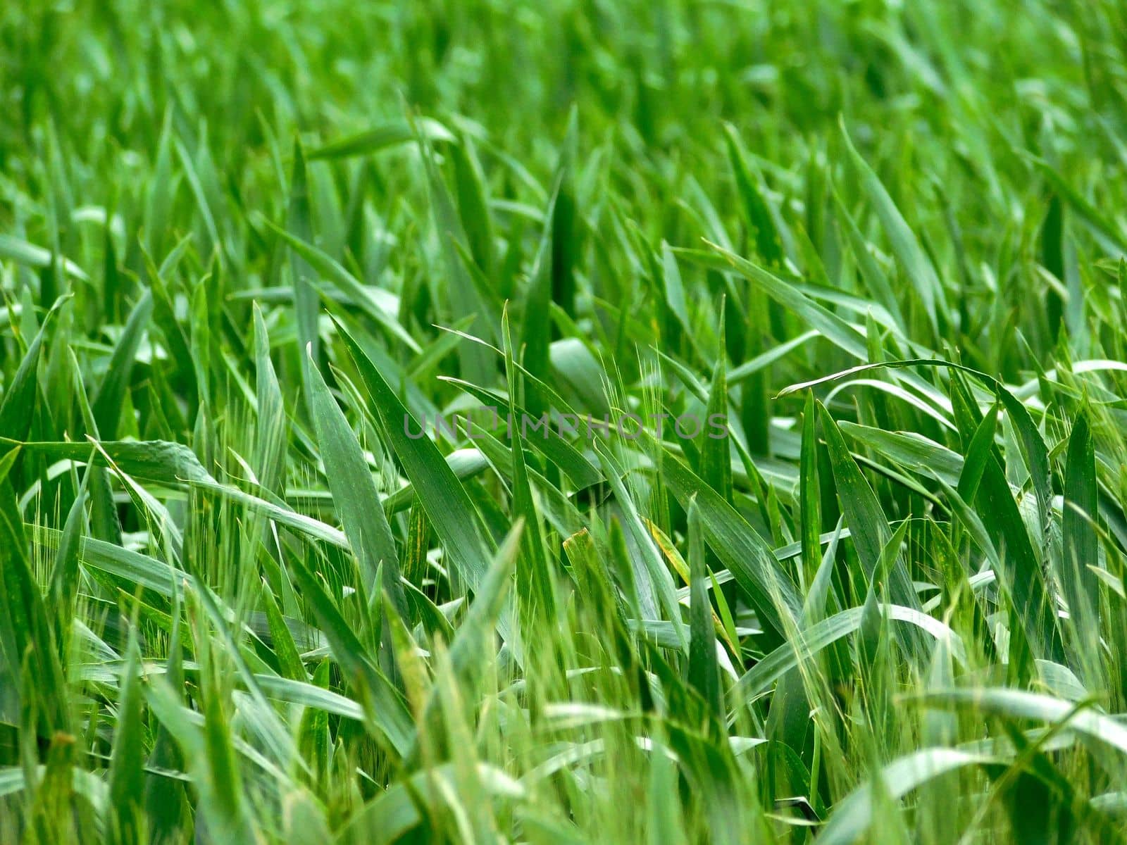 leaves