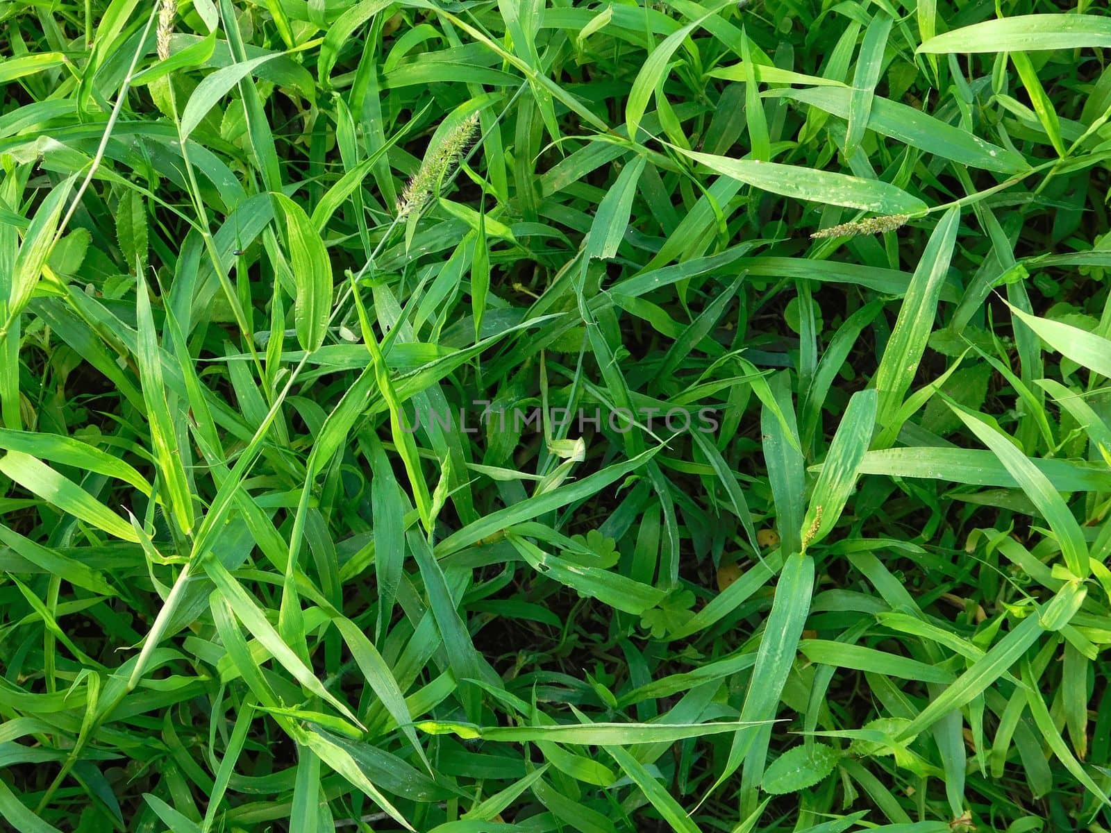 plants