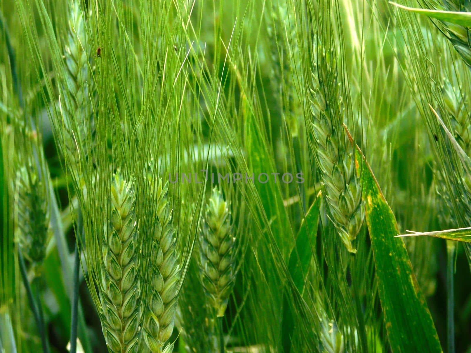 ears of wheat