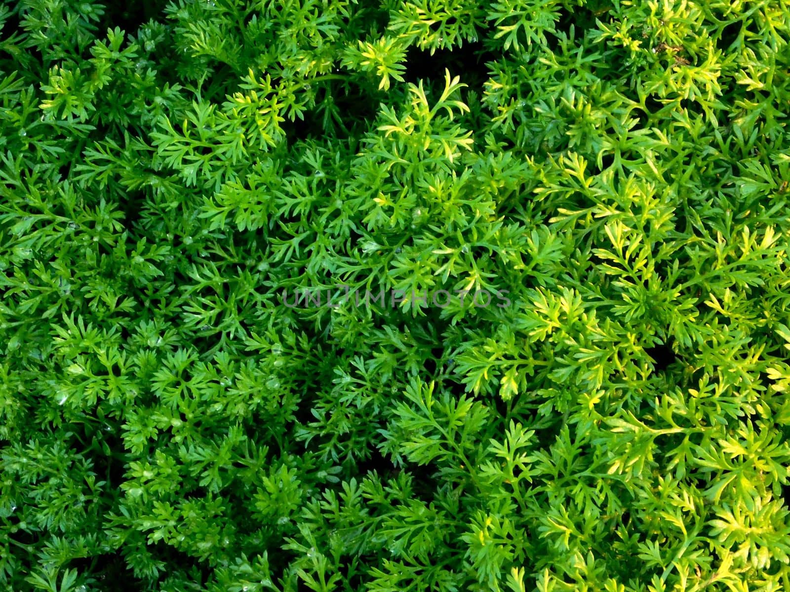 plant