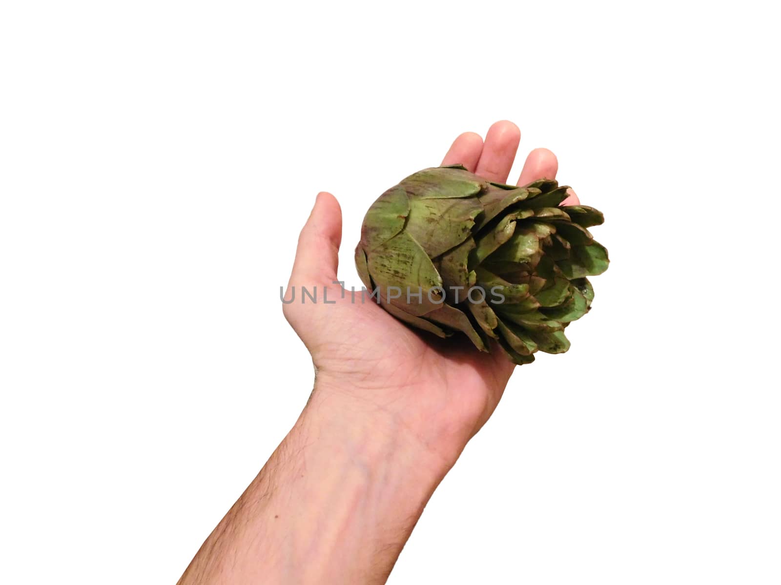 artichoke in hand