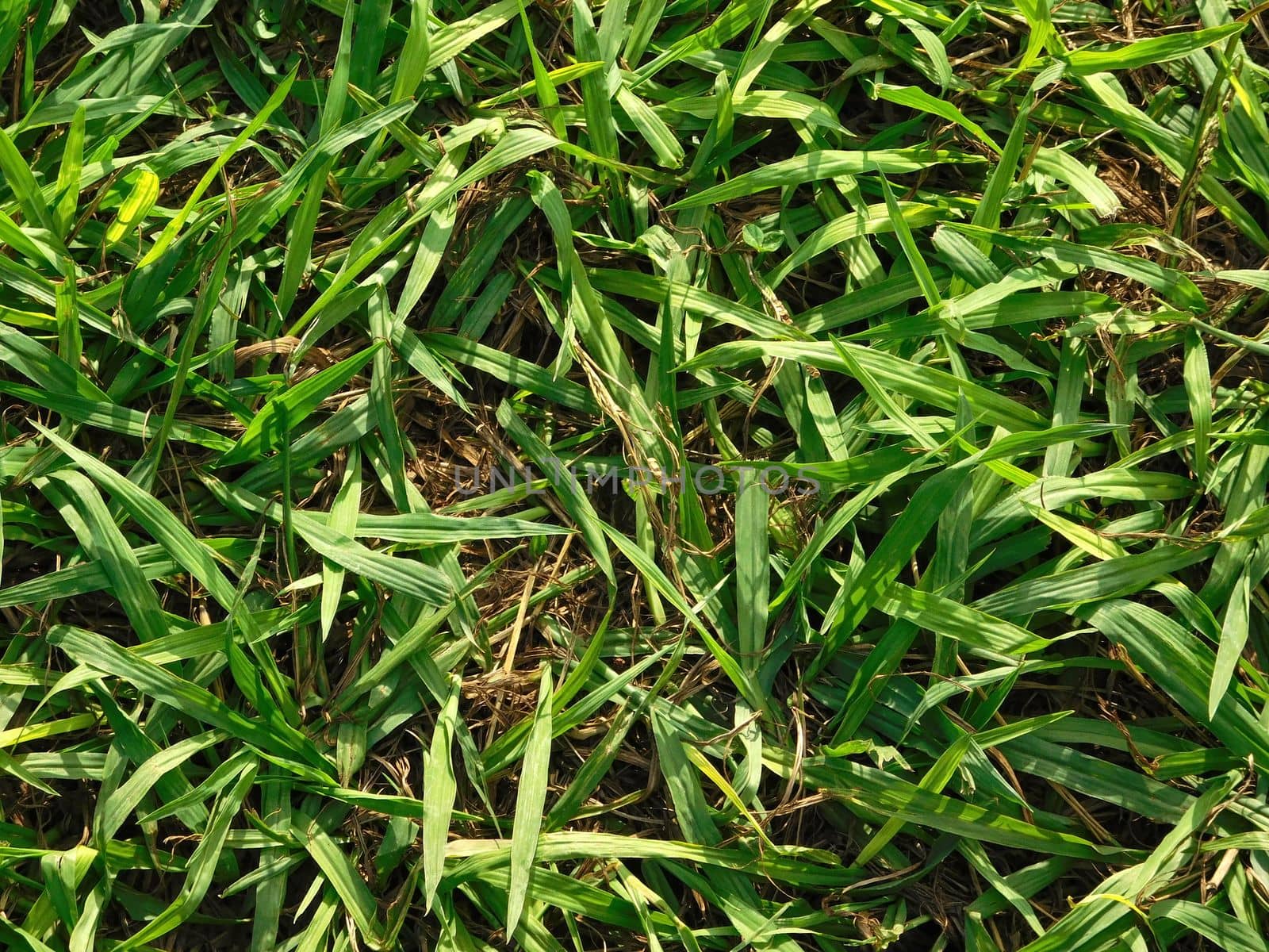 plant