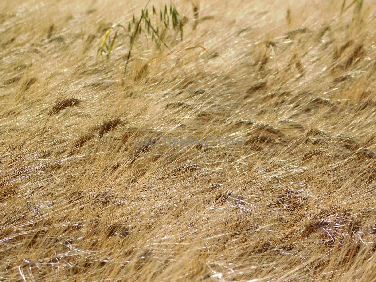 ears of wheat