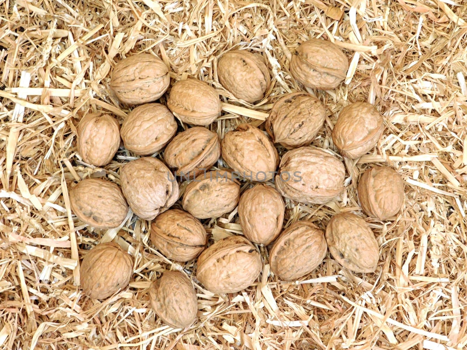 walnuts with shell
