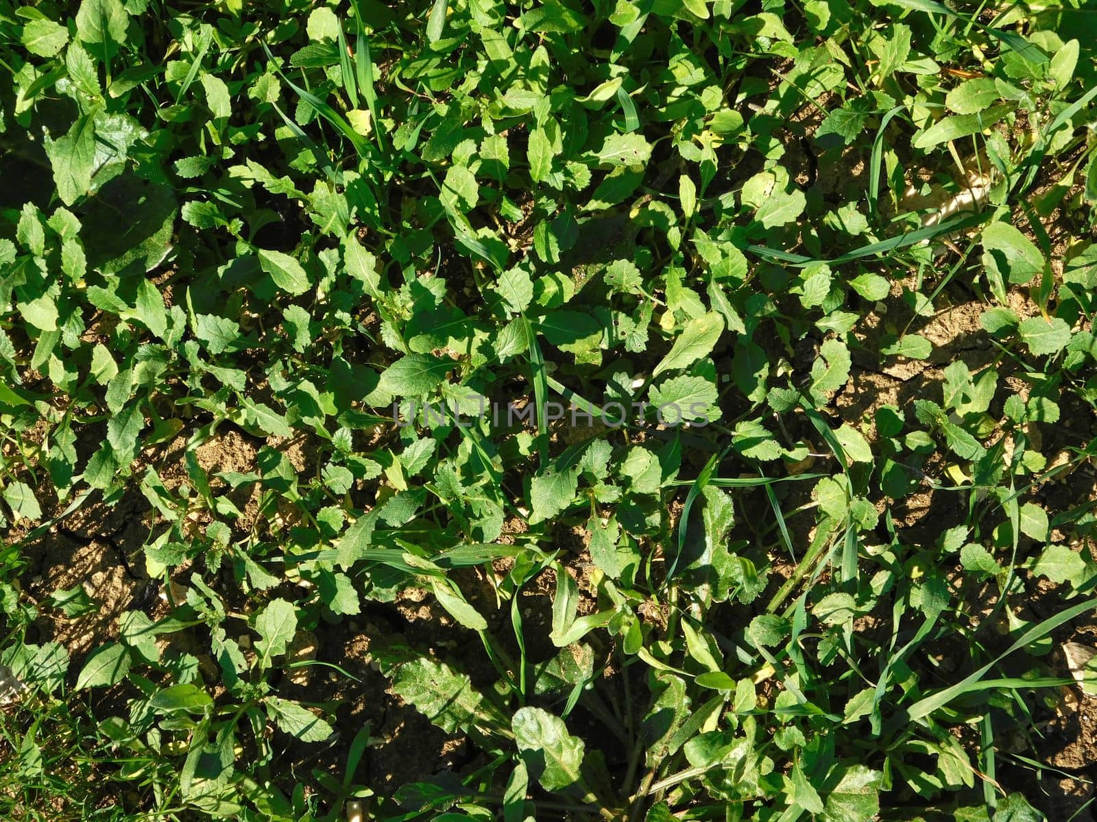 plants