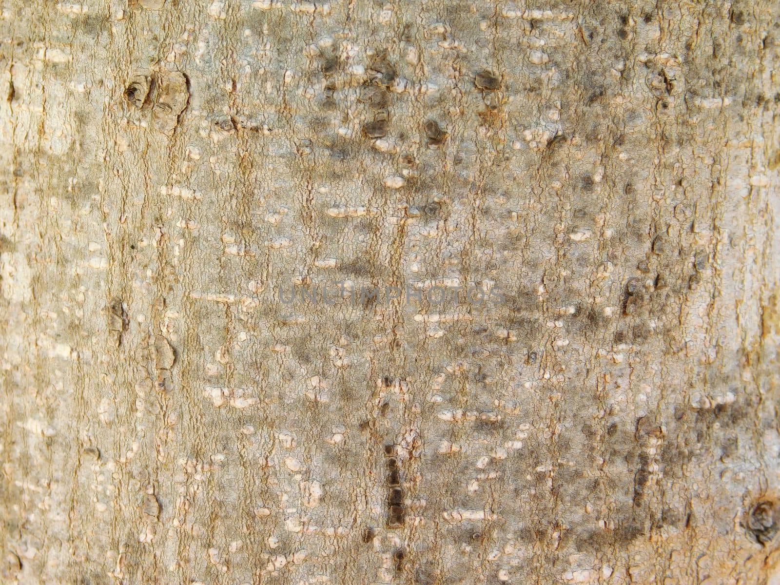 wood texture
