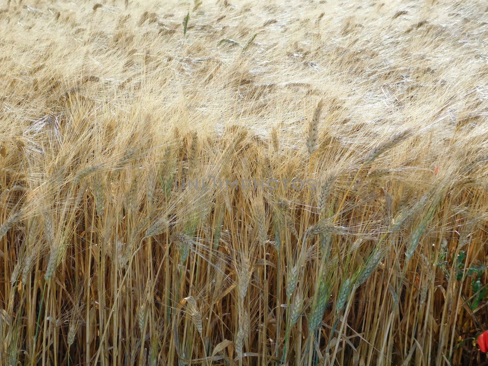 ears of wheat