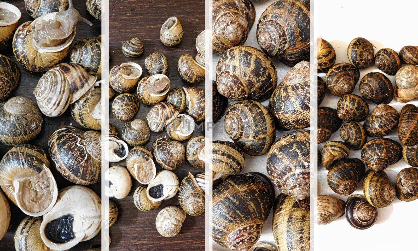 collage of snails