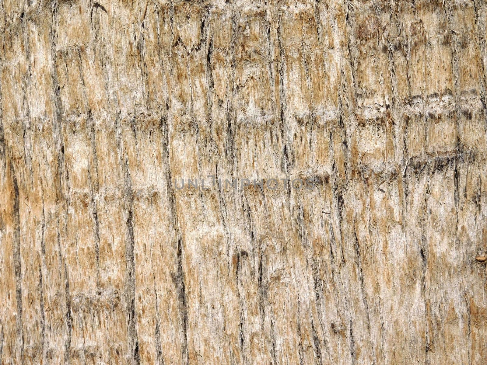tree trunk texture