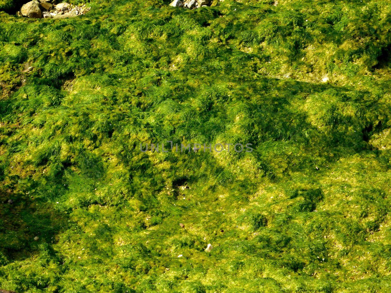 algae texture