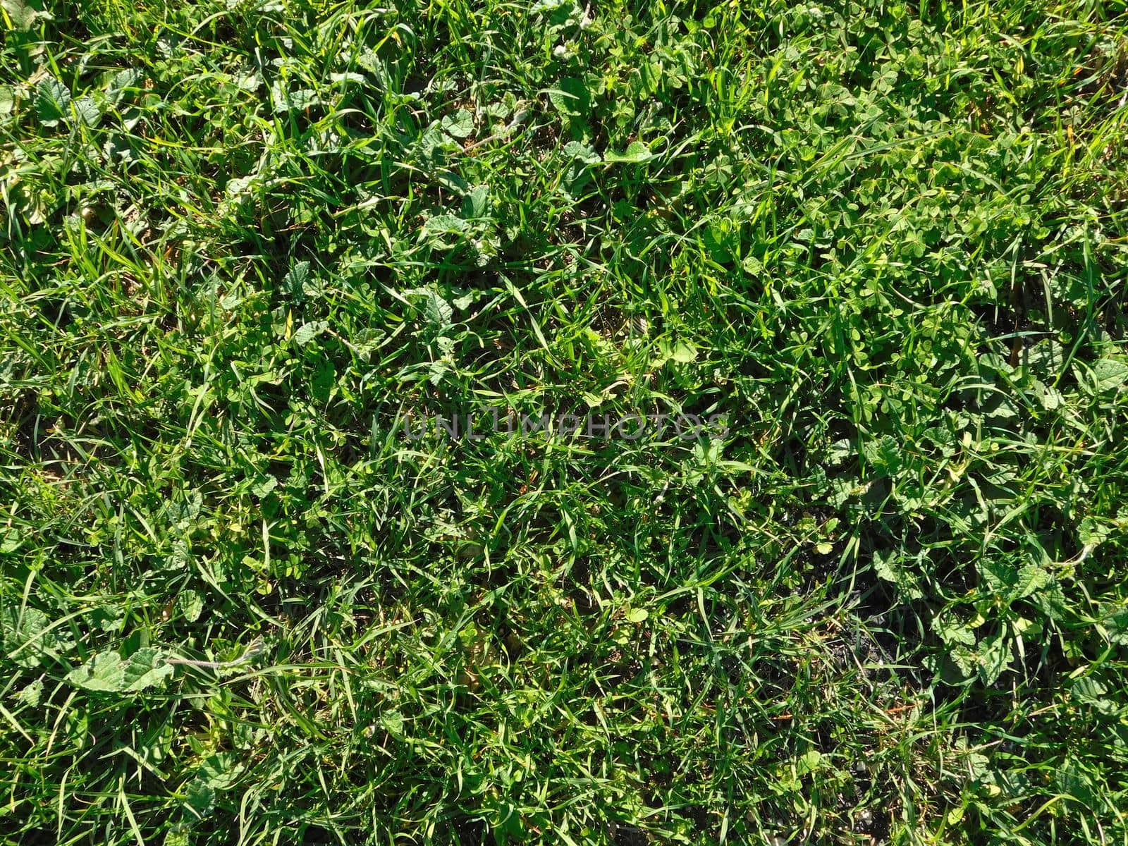 plants