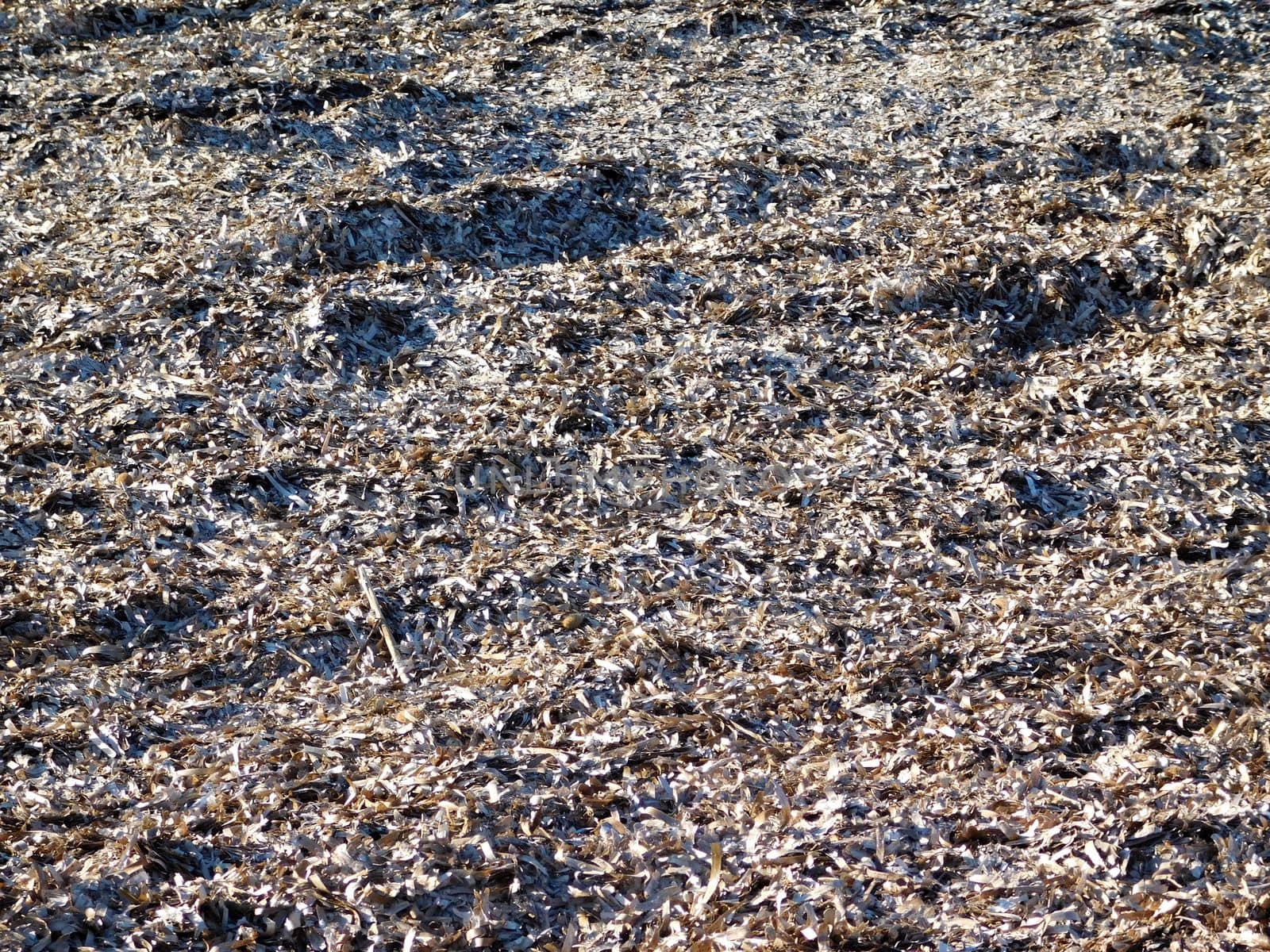 earth texture