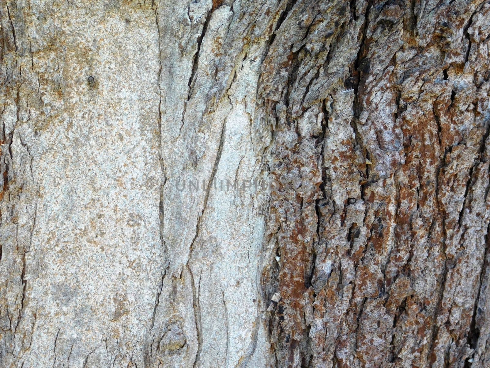 tree trunk texture