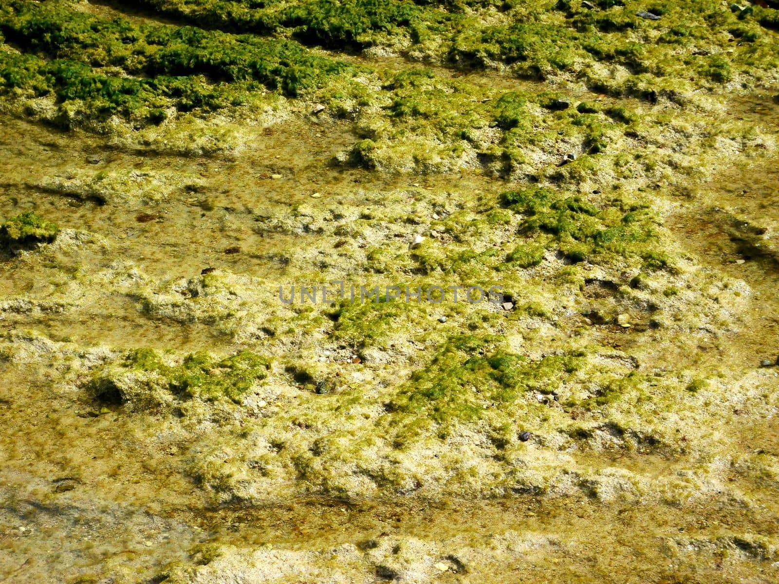 algae texture