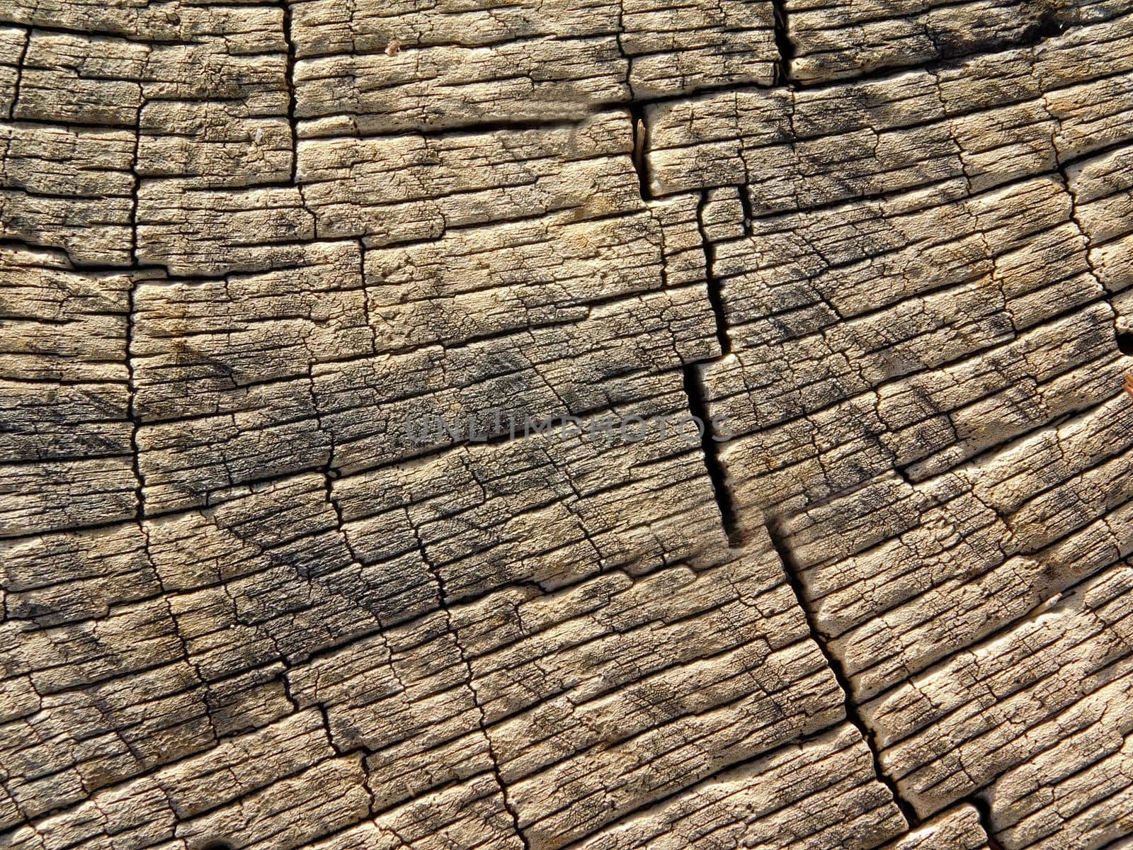 wood texture