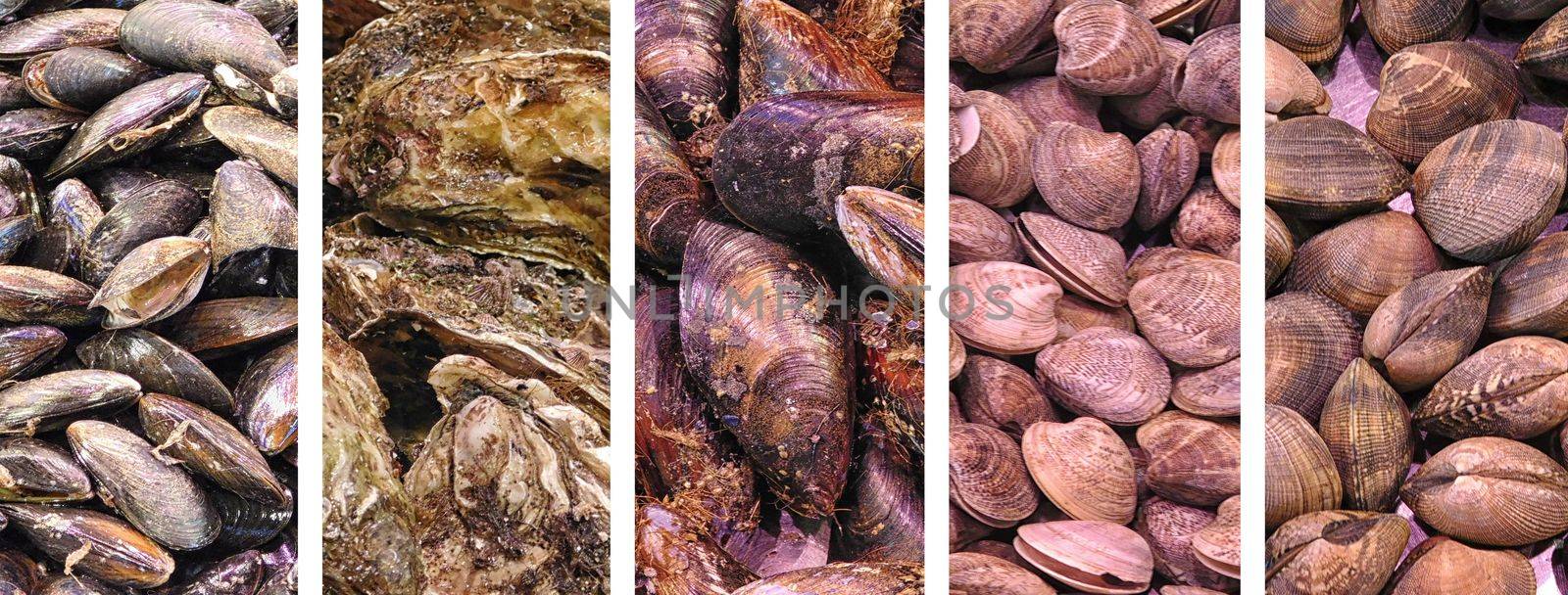 collage of crustaceans
