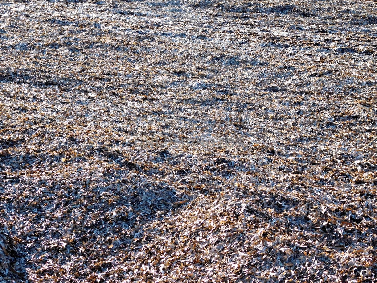 algae texture