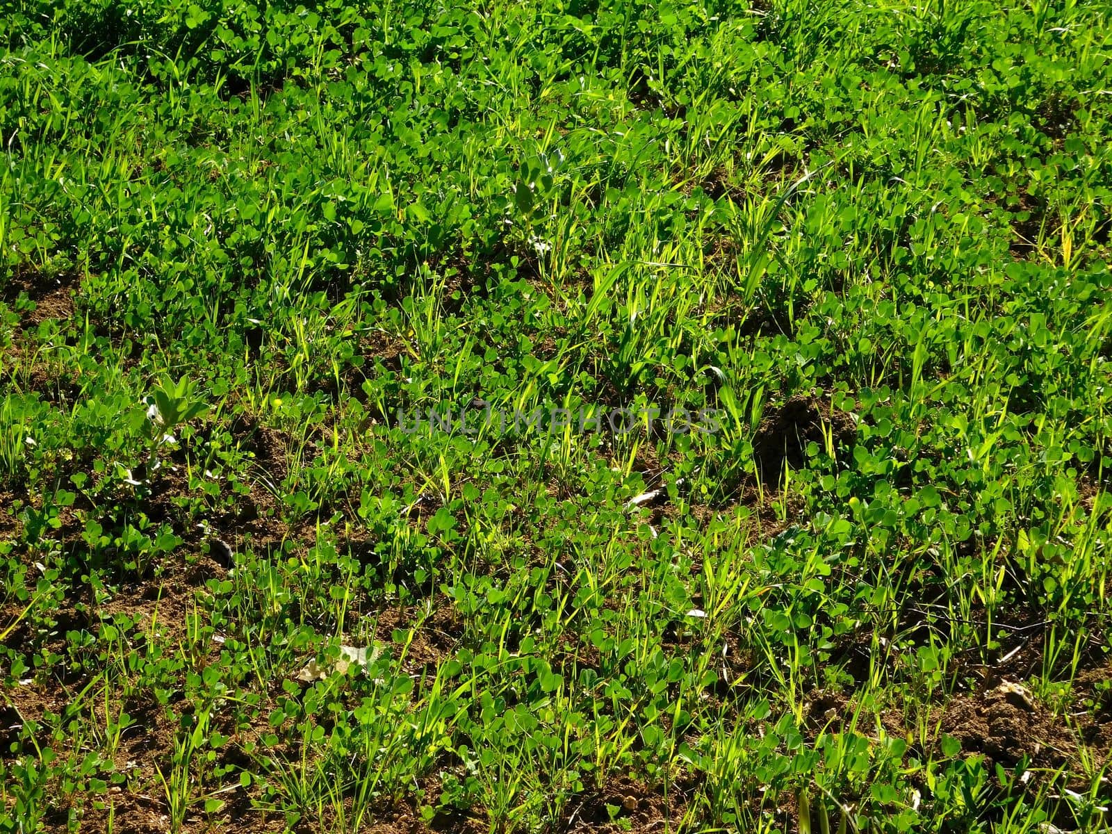 plants