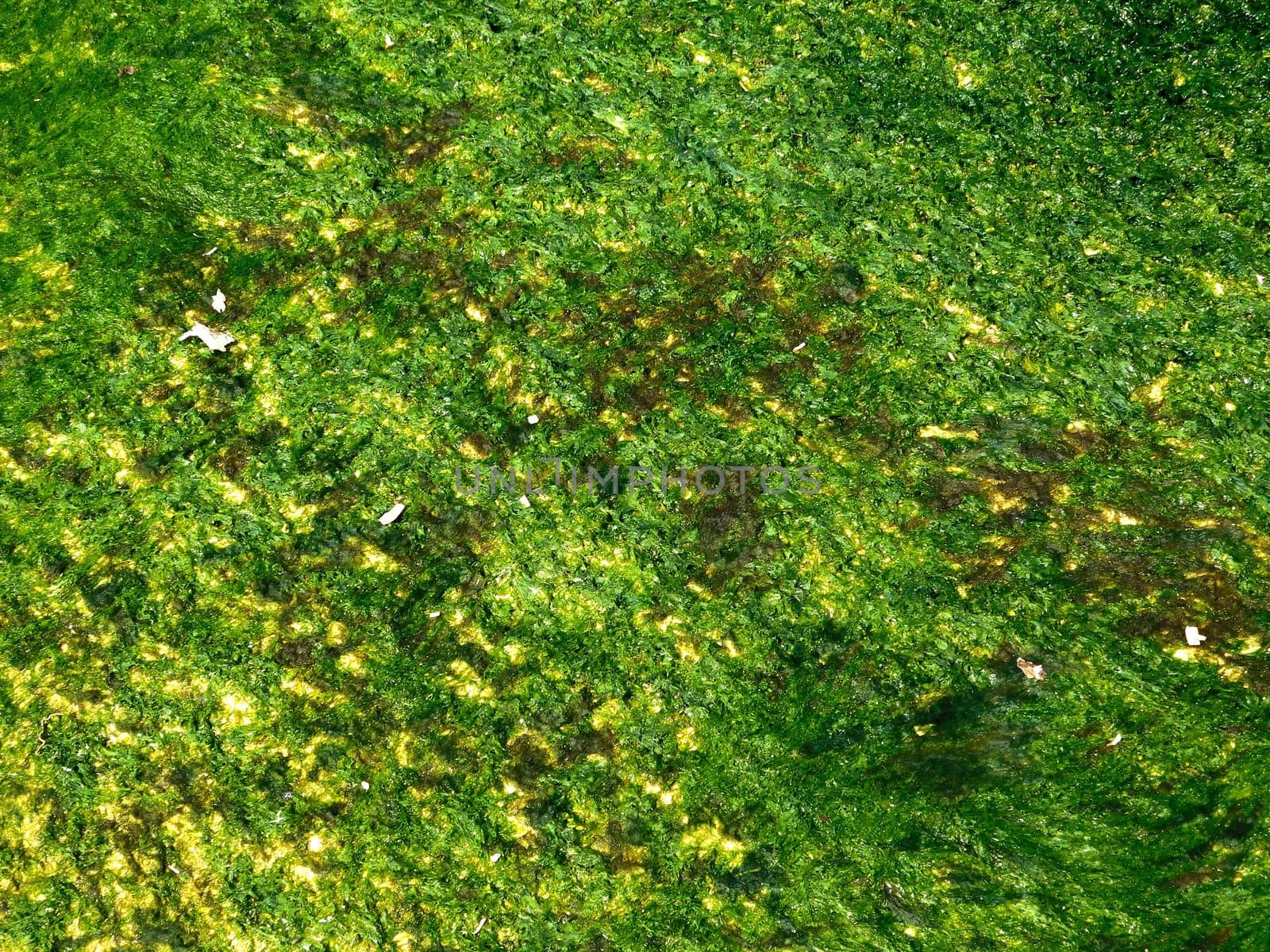 algae texture