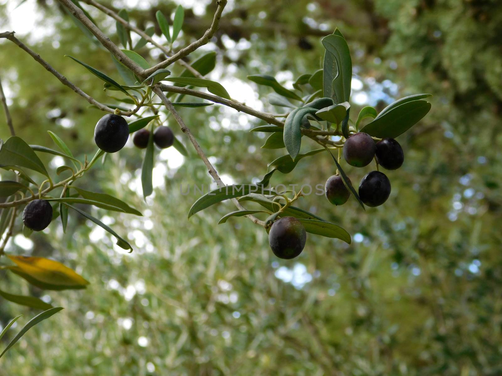 olive tree