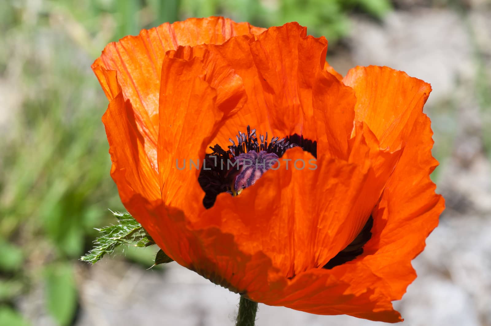 bright blooming red poppy on the light background